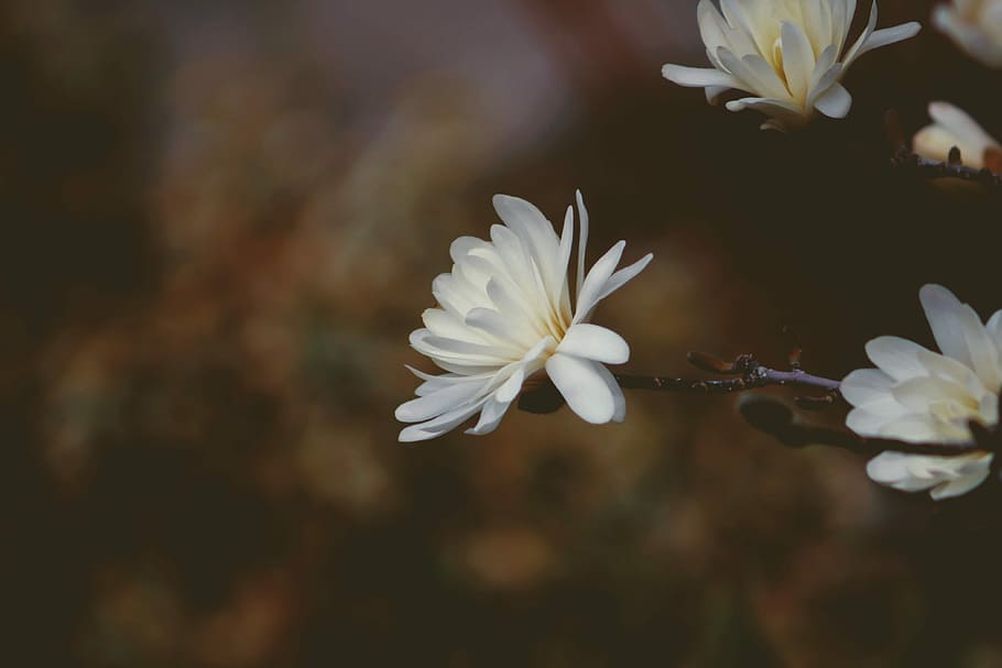 white flowers, white Xeranthemum flower macro photography, tree, HD wallpaper