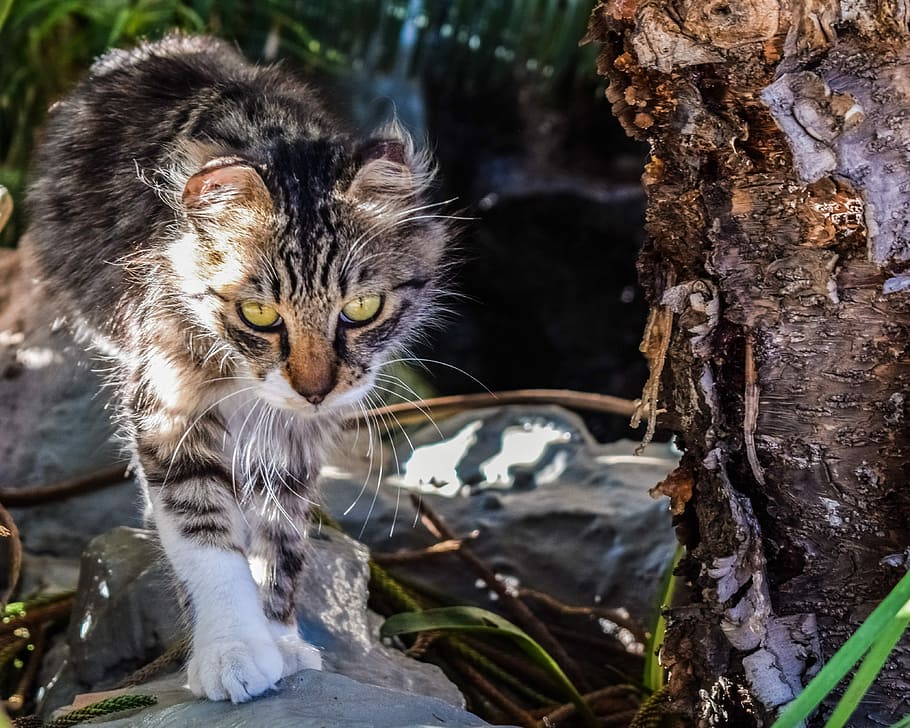 brown tabby cat on stone, Stray, Eyes, Homeless, looking, garden HD wallpaper
