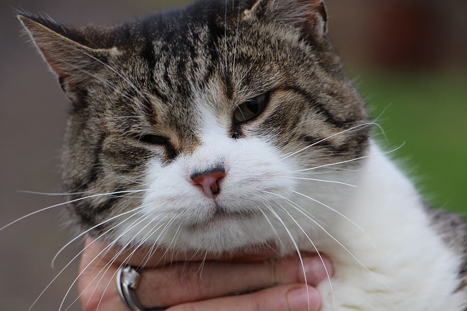 cat, animal, pet, mammal, domestic, pets, domestic animals HD wallpaper