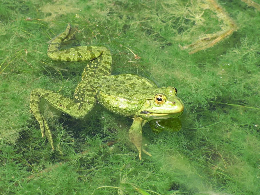 Frog, Vertebrates, Amphibian, green, marshes, animal, wildlife HD wallpaper
