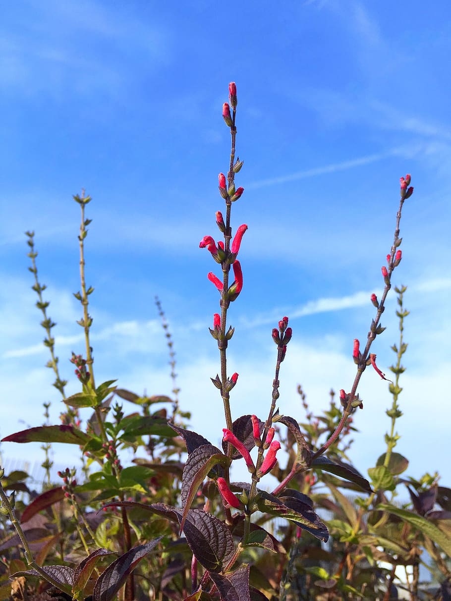 flower, flora, nature, summer, leaf, plant, growth, sky, day HD wallpaper