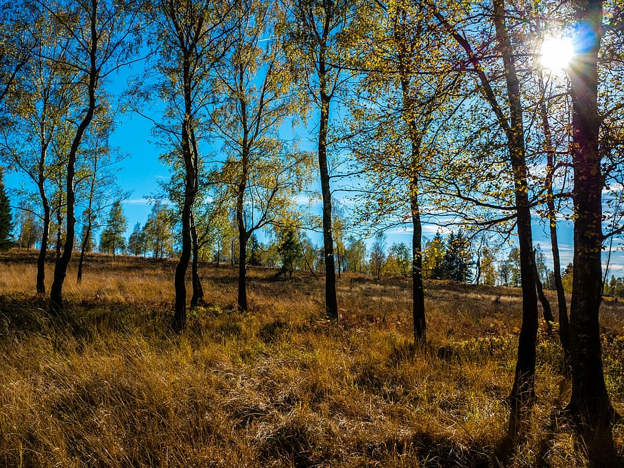 high fens, eifel, trees, sun, back light, color, autumn, autumn colours HD wallpaper