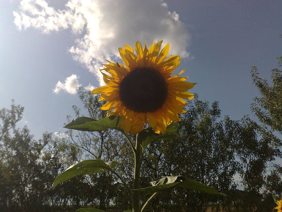 sunflower, alone, nature, plant, flowering plant, beauty in nature HD wallpaper