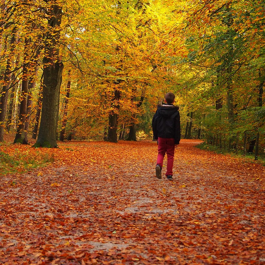 boy walking on in forest, avenue, landscape, walking path, active HD wallpaper