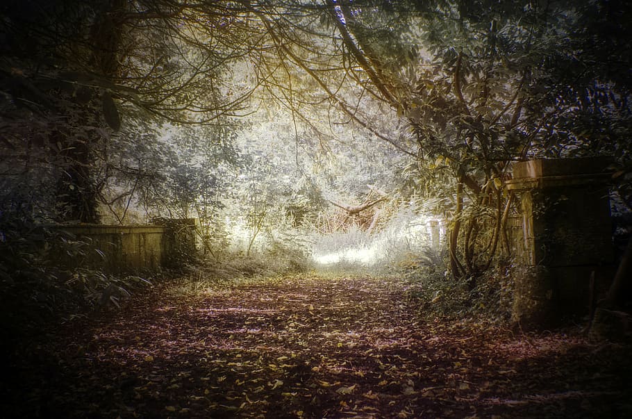 nature pathway, tree, leaves, green, leaf, forest, season, natural HD wallpaper