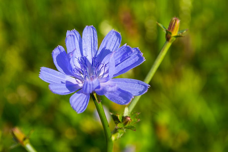 Chicory, Flower, Nature, Plant, blue, growth, beauty in nature HD wallpaper