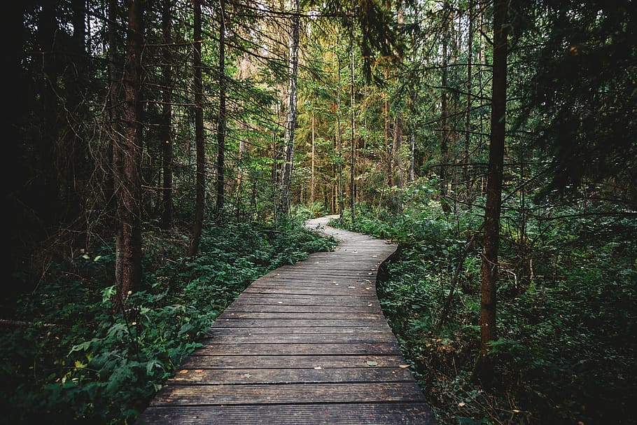 brown wooden pathway near trees, surrounded, green, leaf, forest HD wallpaper
