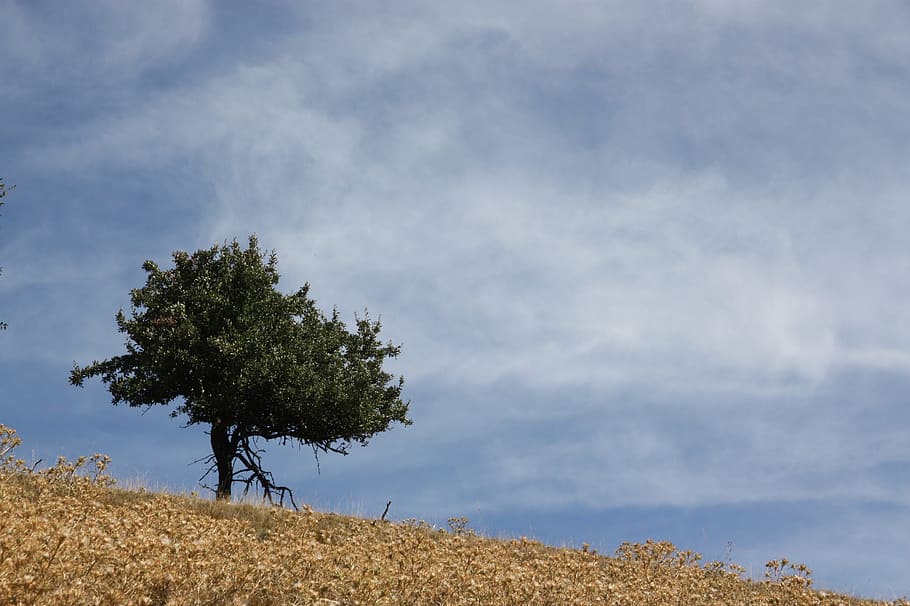 Tree, Loneliness, Mountains, nature, sky, blue, landscape, cloud - Sky HD wallpaper