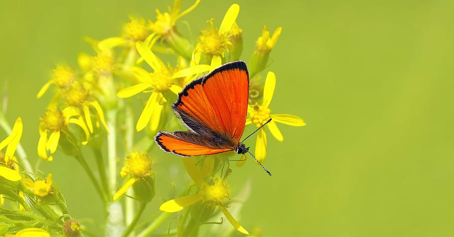 insect, nature, live, animal themes, animal wildlife, invertebrate HD wallpaper