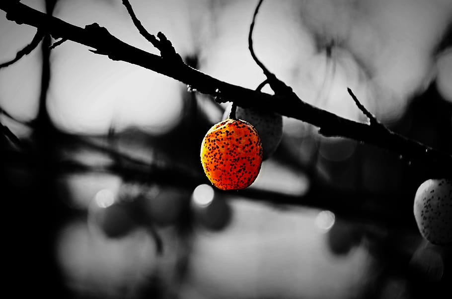 nature, branch, berry, fruit, tree, close-up, food and drink HD wallpaper