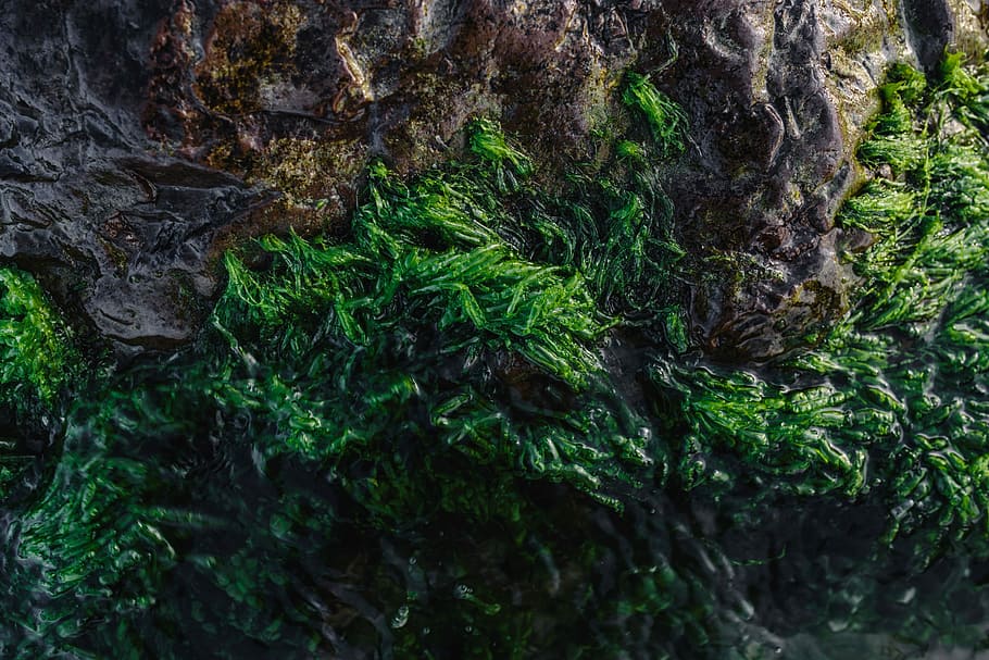 Seaweed covering a rocky beach, ocean, shore, green, nature, rockweed, HD wallpaper