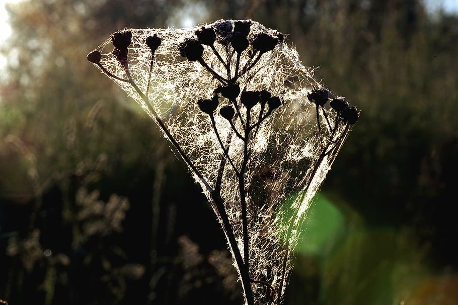 grass, cobweb, rosa, dawn, in the morning, nature, summer, field HD wallpaper