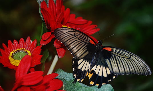 closeup photo of great mormon butterfly perched on red cluster flower HD wallpaper