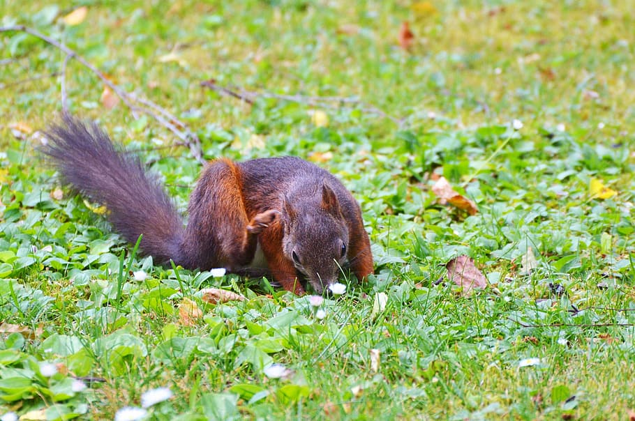 Squirrel, Nager, Rodent, Cute, Nature, cheeky, animal, garden HD wallpaper