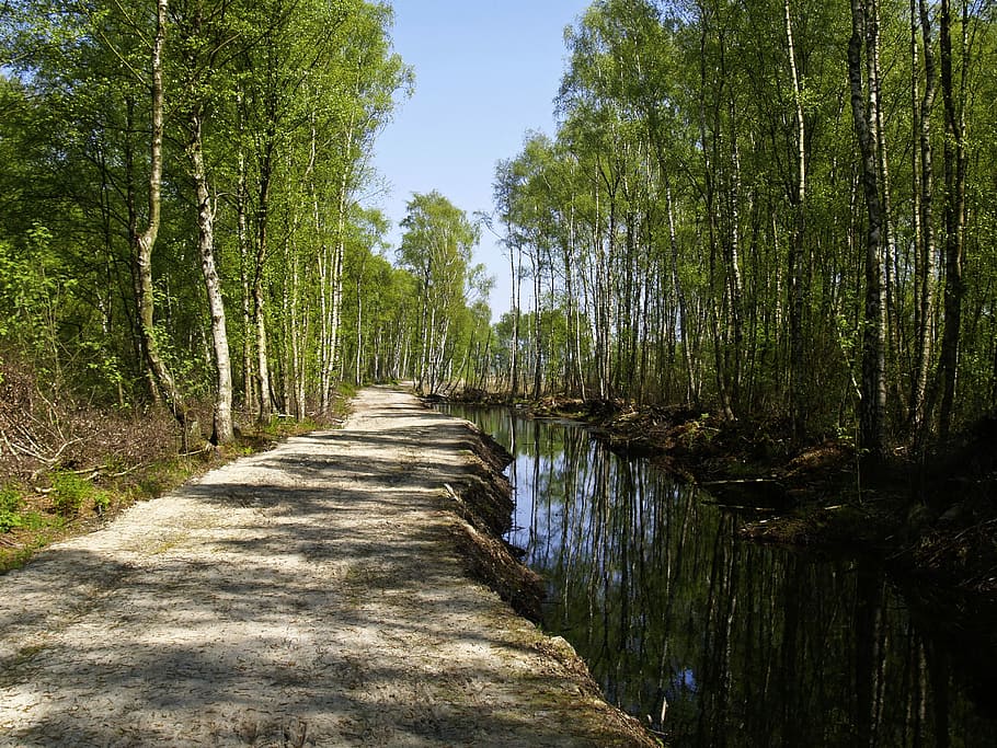 Moor, Water, Birch, Dig, Nature Reserve, landscape, away, tree HD wallpaper