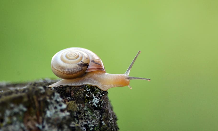 selective focus photography of brown snail, shell, mollusk HD wallpaper