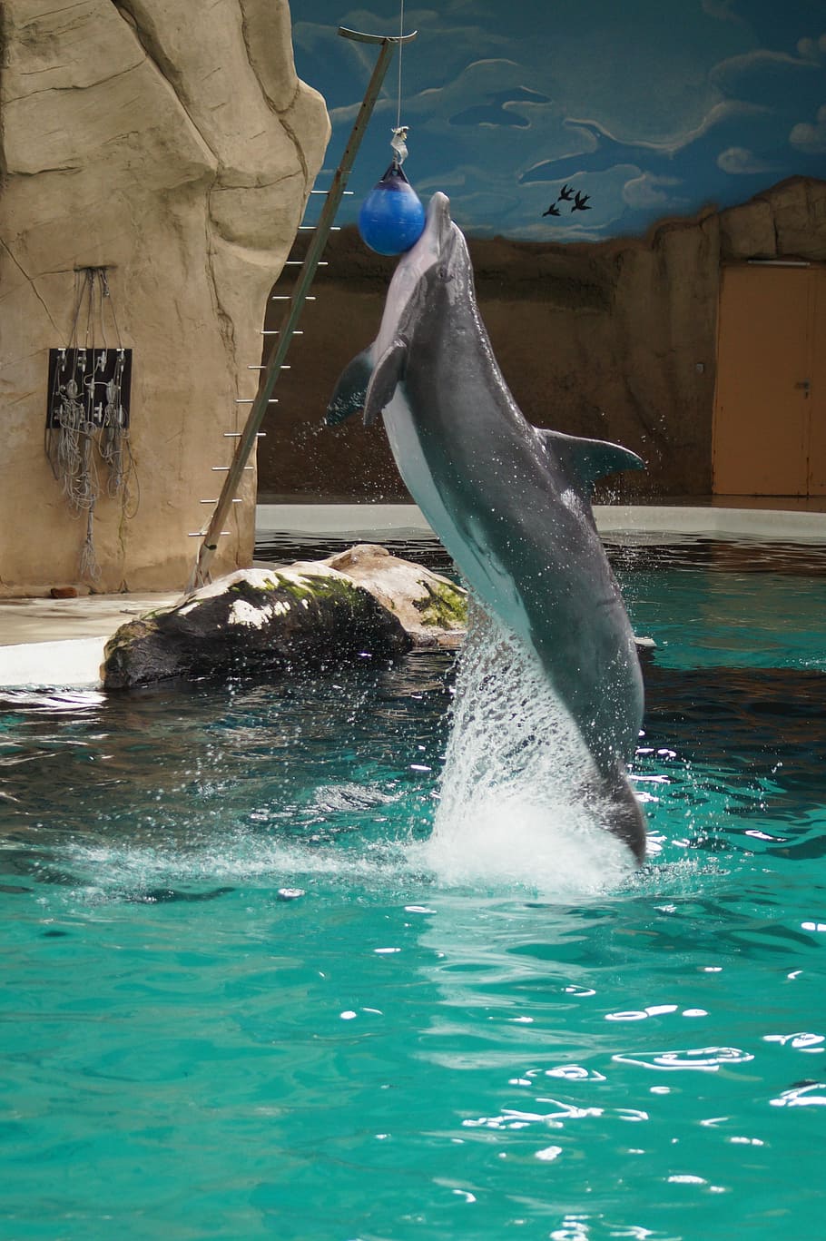 Dolphin, Zoo, Nature, Animals, fish, hanging, one animal, animal wildlife HD wallpaper