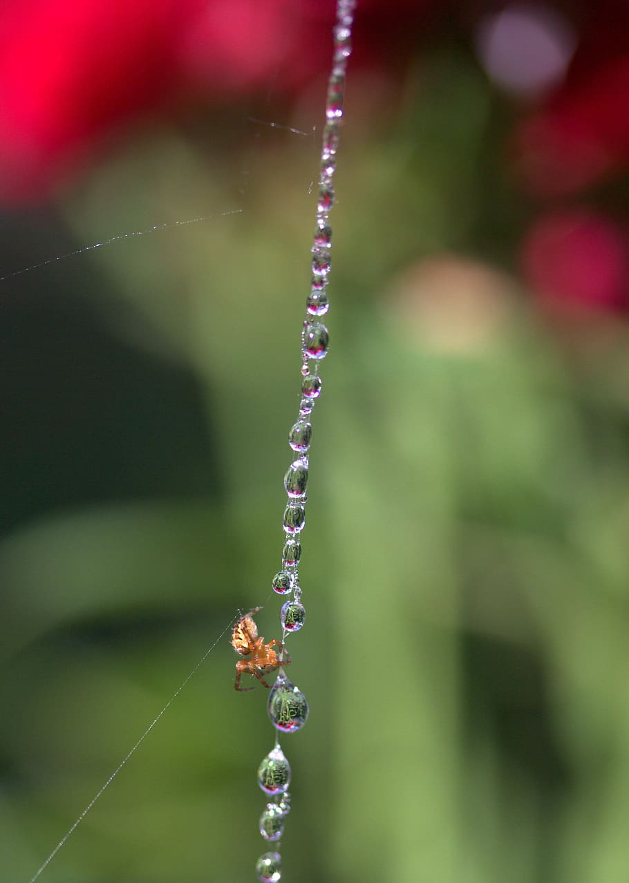 Spider Web, Drops, Dew, place, nature, outdoors, focus on foreground HD wallpaper