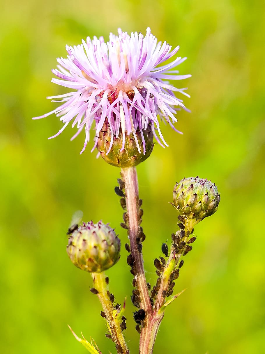 Thistle, Flower, Blossom, Bloom, Plant, nature, purple, growth HD wallpaper