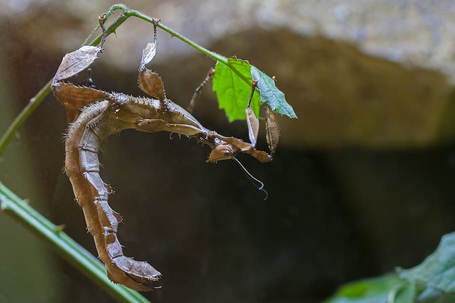 ghost insect, nature, leaf, plant part, close-up, focus on foreground HD wallpaper