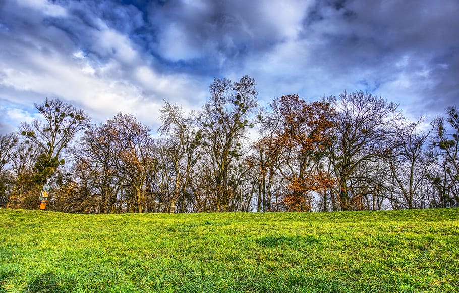 trees, canopy, meadow, green, clouds, drama, mood, nest, bird's nest HD wallpaper