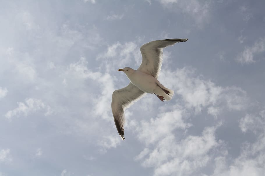 seagull, flight, fly, sky, bird, animal, gulls, close, animal world HD wallpaper