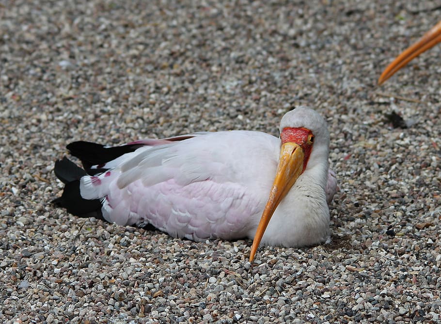 glutton, mycteria ibis, storks, ciconiidae, bird, animal, animals, HD wallpaper