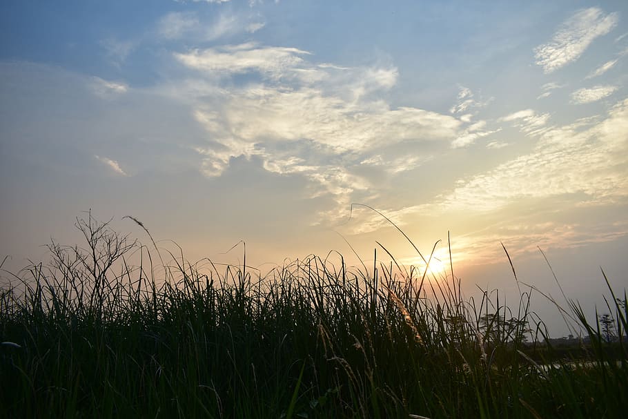 sunset, dusk, clouds, grass, reeds, lakeside, swamp, sundown HD wallpaper