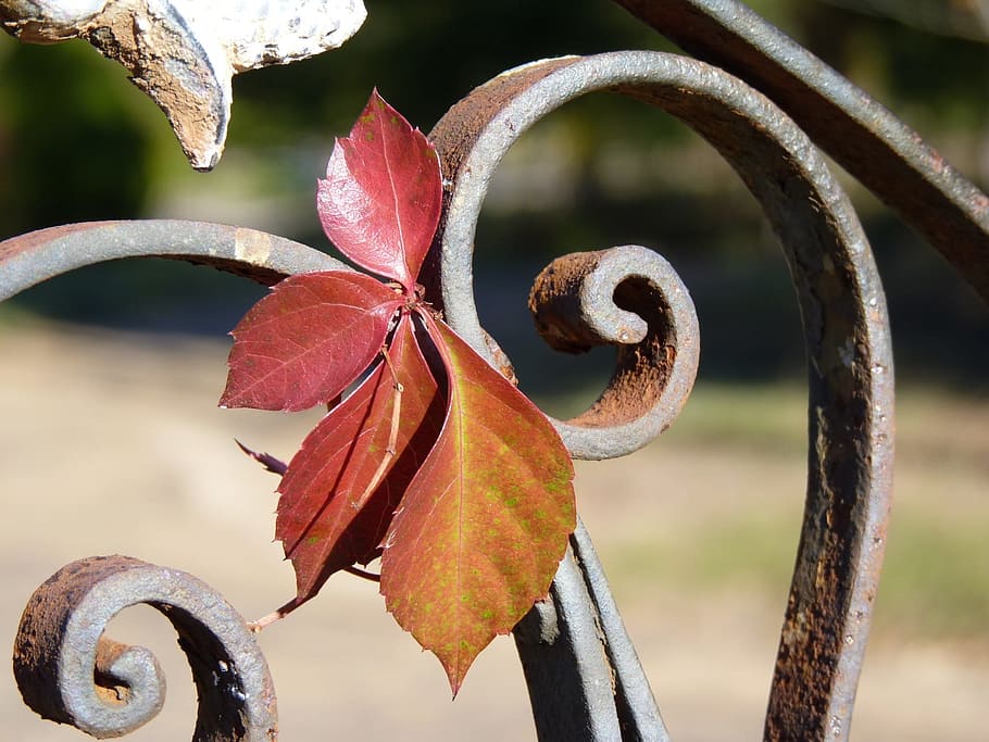 iron, rustic, leaves, weathered, fence, plant, natural, botanical HD wallpaper