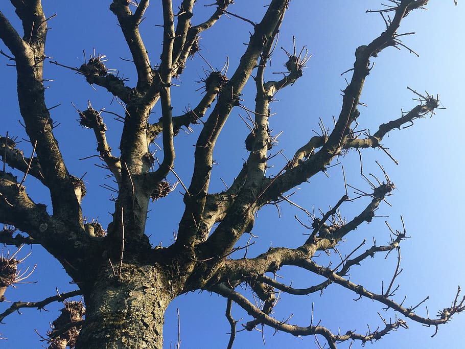 Tree, Kahl, Aesthetic, Sky, Blue, Blue, Winter, crown, bare tree HD wallpaper