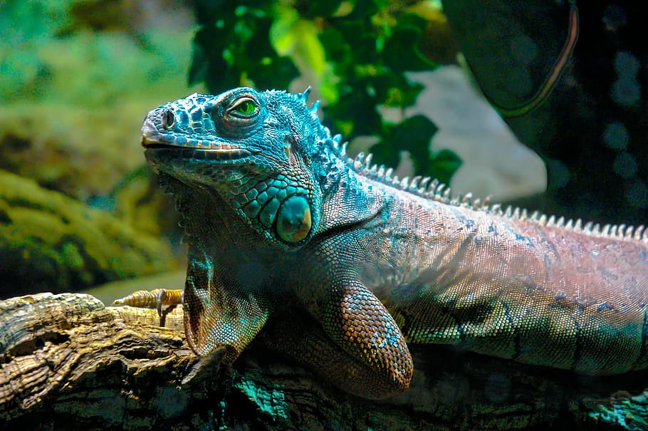 selective focus photography green iguana, dragons, reptile HD wallpaper