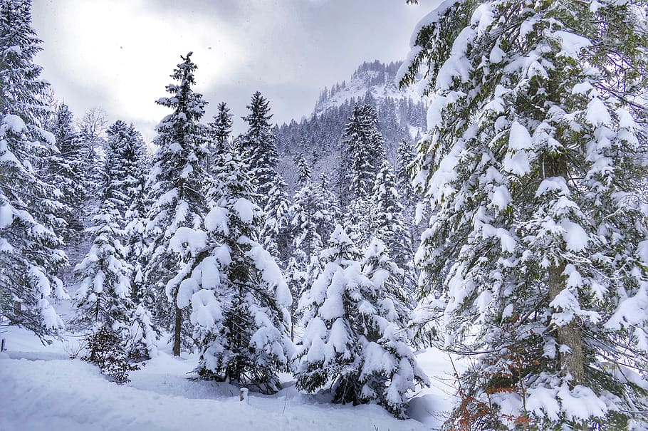 snow, winter, frost, cold, cold temperature, tree, plant, beauty in nature HD wallpaper