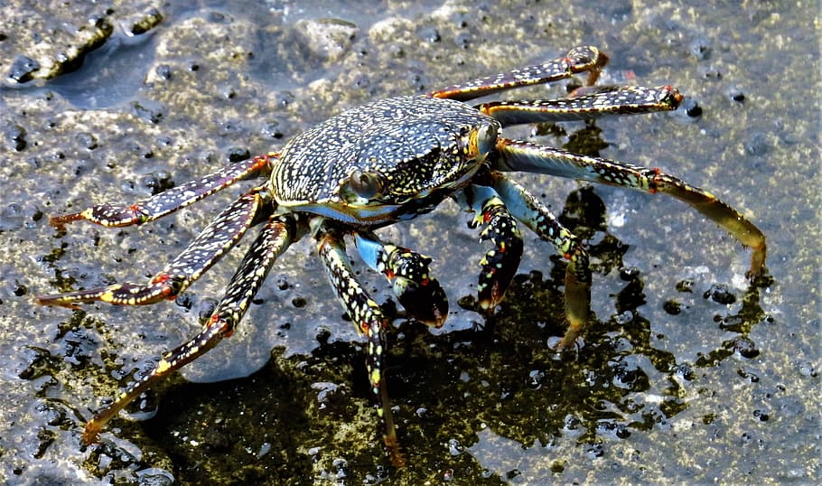 crab, shellfish, animal, scissors, nature, close-up, animal themes HD wallpaper