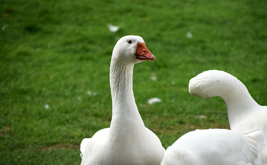 geese, range, bird, feather, poultry, goose beak, happy geese HD wallpaper