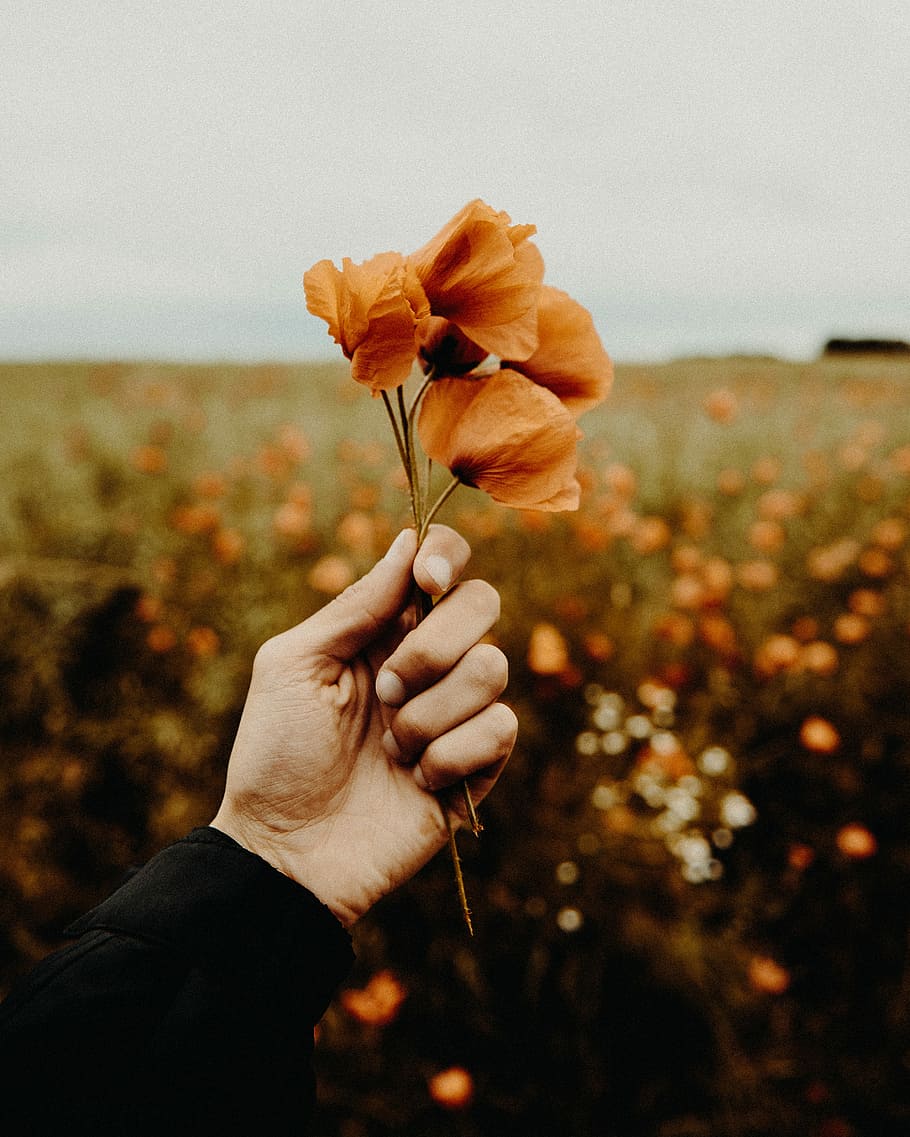 person holding brown petaled flowers, untitled, hand, orange HD wallpaper
