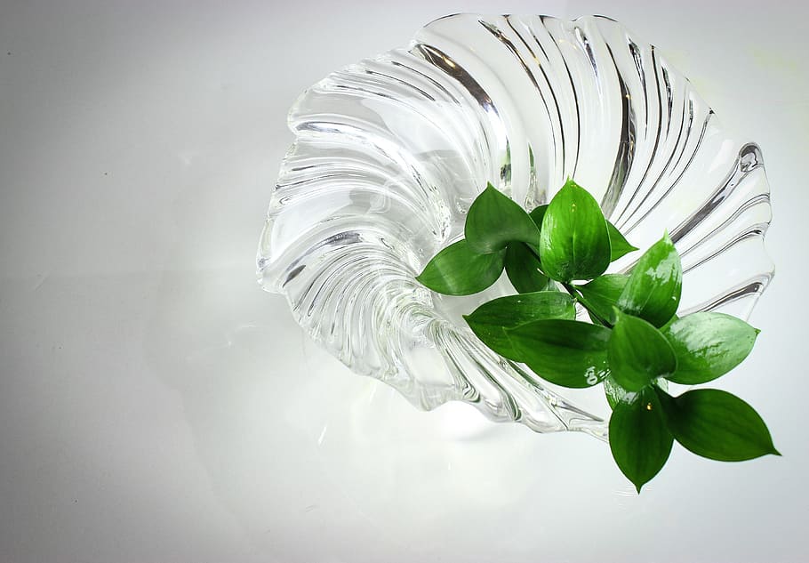 nature, glass, texture, clear, design, natural, green, plant HD wallpaper