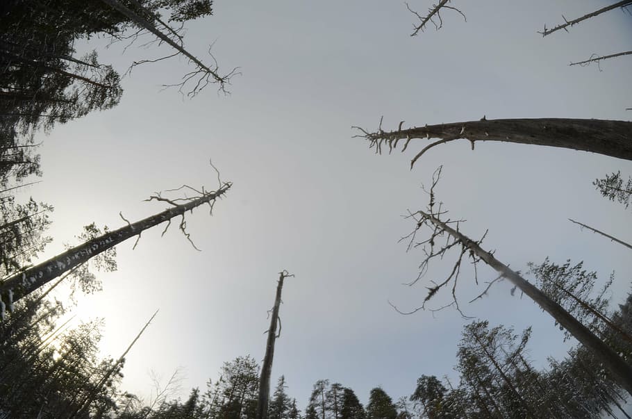 wood, dead, sky, dried up, tree, plant, low angle view, branch HD wallpaper