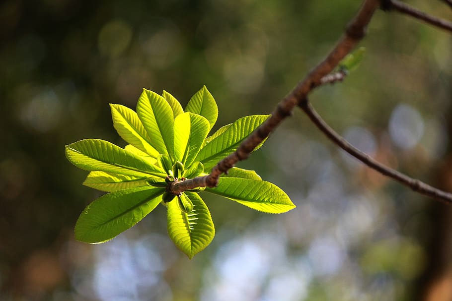 spring, leaf bud, vietnam, sala, nature, plant, fresh, tree, HD wallpaper