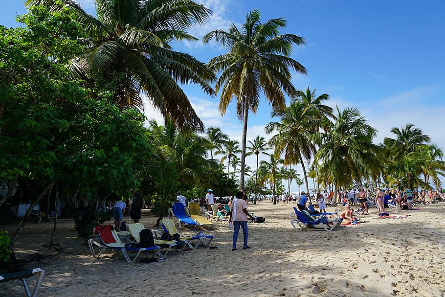 beach, levantado, bacardi island, caribbean, palm tree, tropical climate, HD wallpaper
