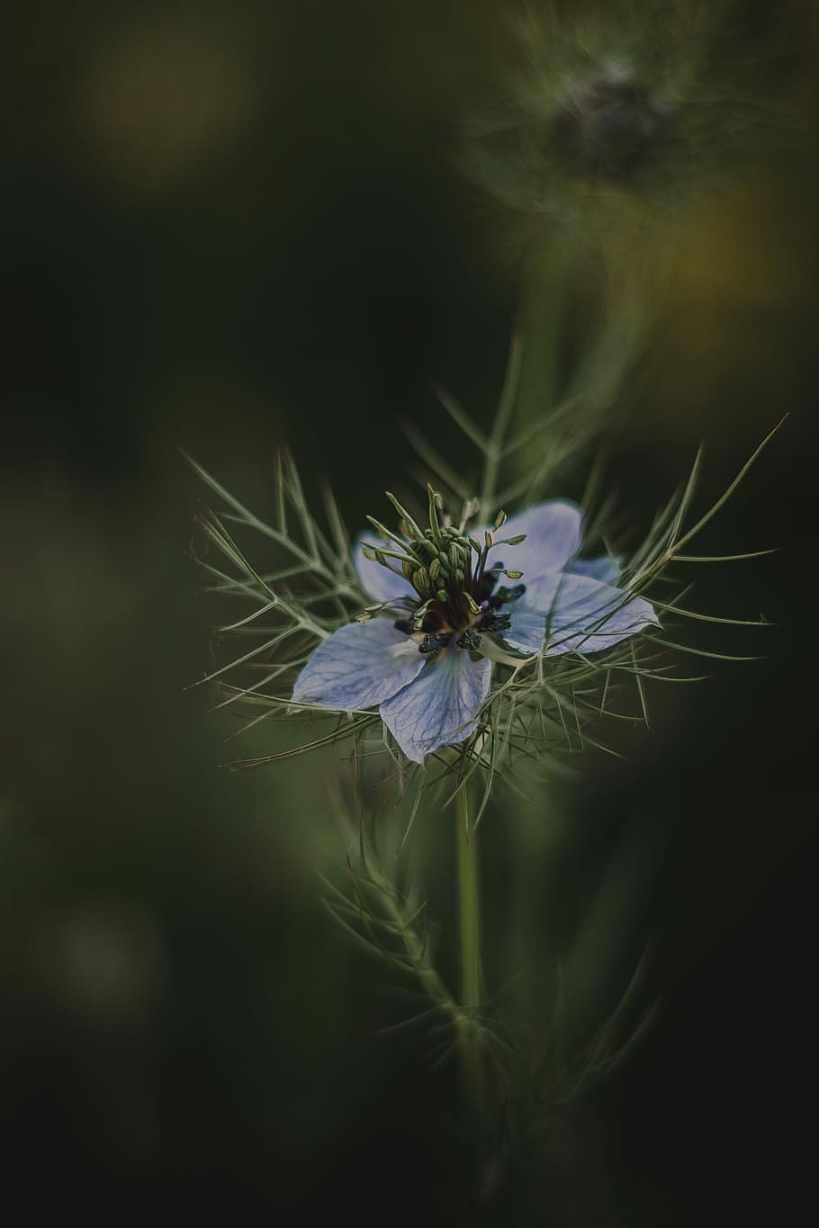 shallow focus photography of blue flower, nature, macro, flora HD wallpaper