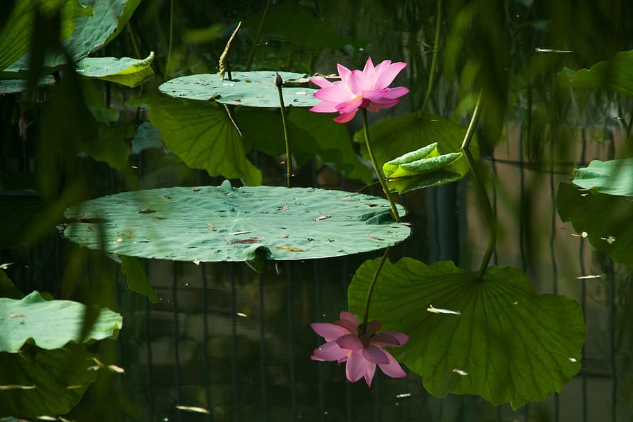 nature, flora, flower, leaf, pool, summer, garden, tropical HD wallpaper