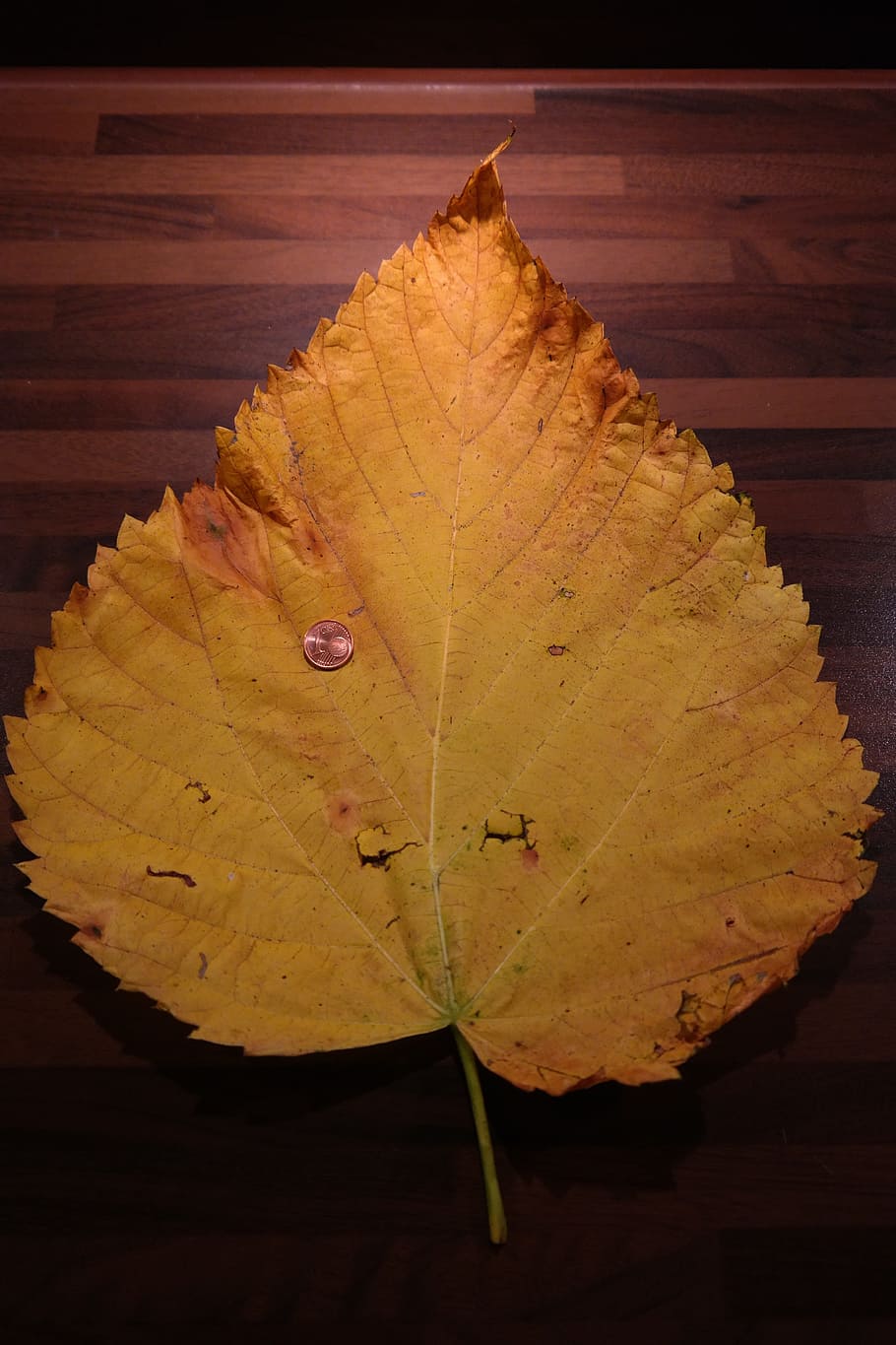 Elm, Leaf, Mountain, Size, Comparison, elm leaf, mountain elm HD wallpaper
