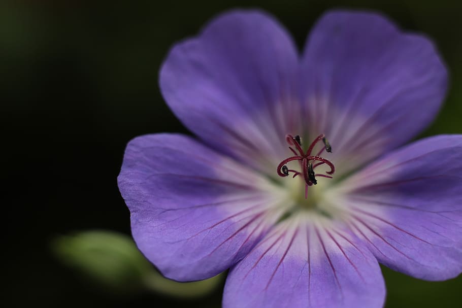 geranium rozanne, garden, plants, spring, flowers, flora, petal HD wallpaper