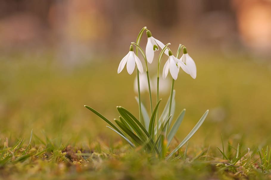 bokeh photography of four white flowers, snowdrop, nature, spring HD wallpaper