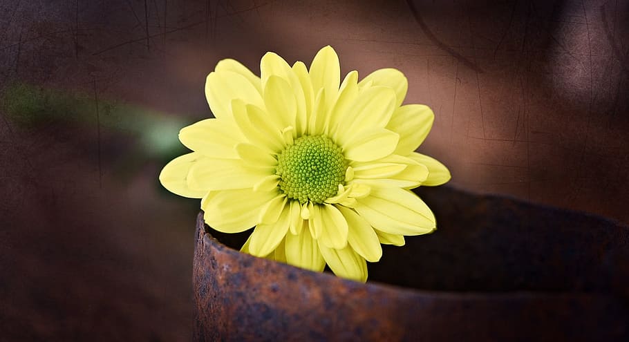 Tree, Daisy, Yellow, Flower, Blossom, tree daisy, bloom, yellow flower HD wallpaper