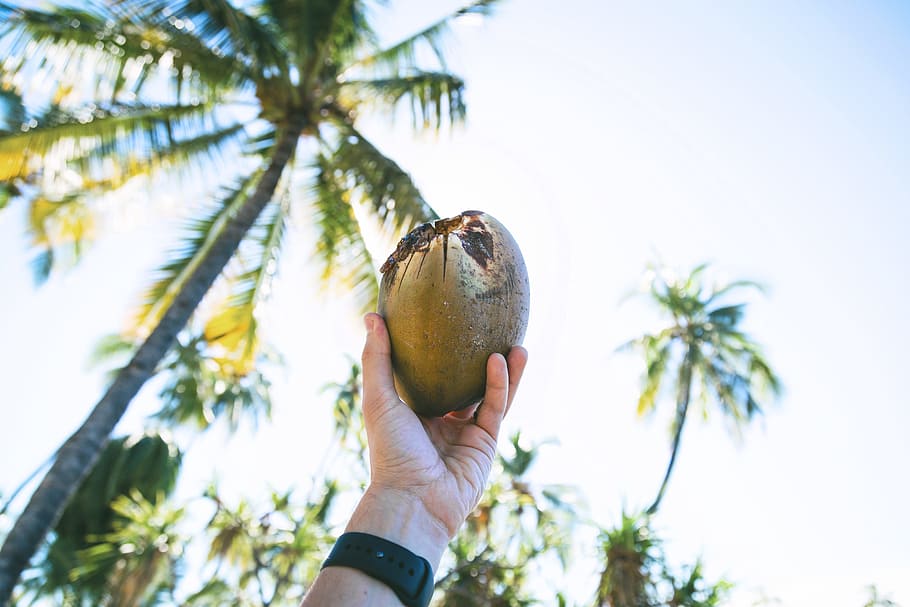 coconut, fruit, tree, plant, food, sky, farm, field, hand, human hand HD wallpaper