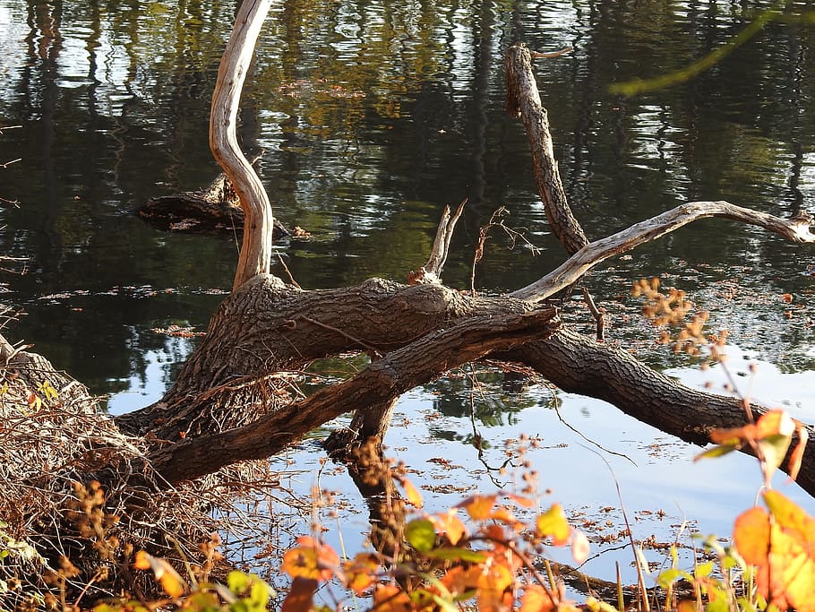 forest, pond, trees, plant, water, nature, tree trunk, branch HD wallpaper