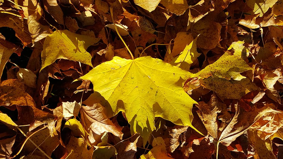 autumn, leaf, nature, yellow, brown, plant part, change, dry HD wallpaper