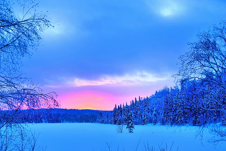 bare trees near body of water, winter landscape, snow, forest HD wallpaper