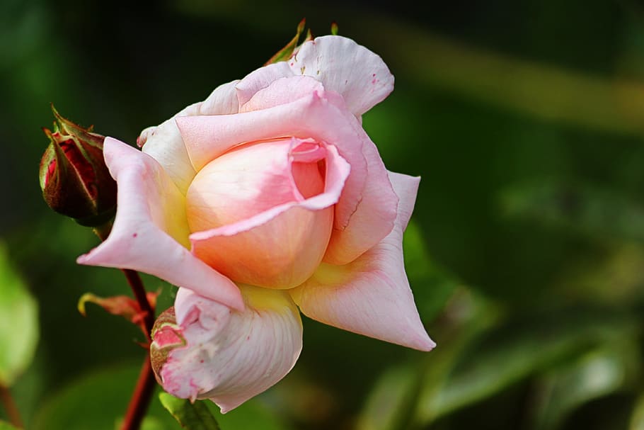 Rose, Pink, Pink, Blossom, Bloom, Floribunda, garden, summer HD wallpaper